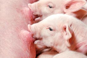 Pork Powerhouses sow and piglets