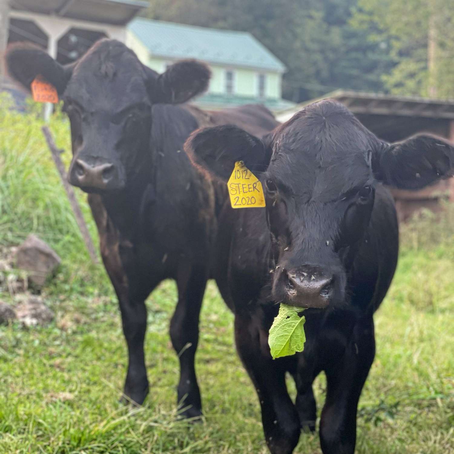 Two Black Angus beef steers on pasture