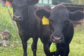 Beef Cattle on pasture