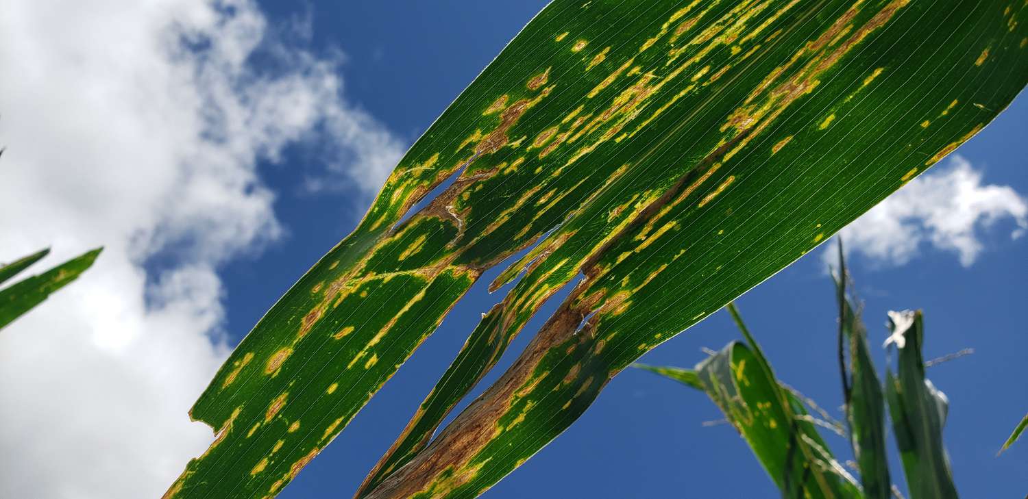 Bacterial leaf streak causes yellow lesions on corn leaves.