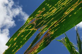 Bacterial leaf streak causes yellow lesions on corn leaves.