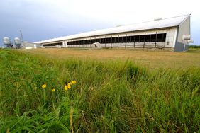 Pig-Barn