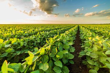 BASF soybeans