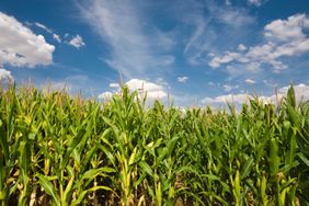 Field corn grows with blue sky behind it