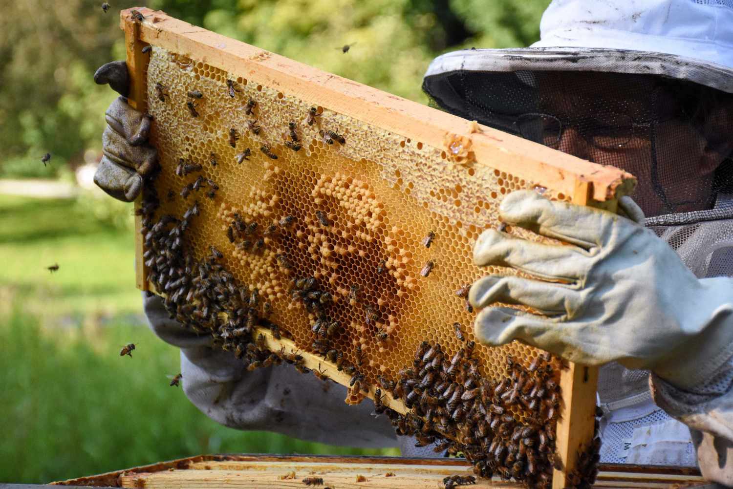 A person holds up a panel of a bee colony that is covered in beeswax