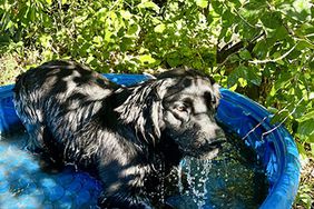 Bella in swimming pool