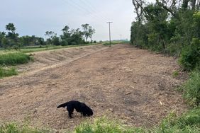 Bella sniffs the dirt ground.