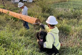 Bella helps lineman set up new electric poles on the farm. 