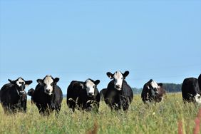 Black and white heifers in a field 