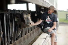 Dairy farmer sitting on a feed bunk petting a cow at Hansens Dairy Farm