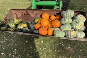 Orange and green pumpkins