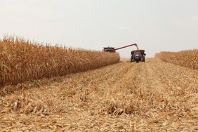 A Case combine harvests corn alongside a grain cart.