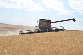 A Case combine harvests wheat on the side of a hill.