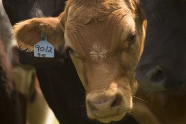 cattle-close-up