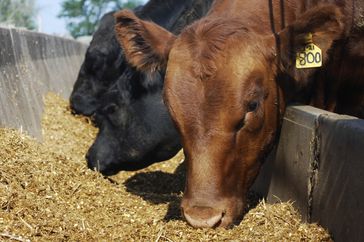 Cattle eating feed.