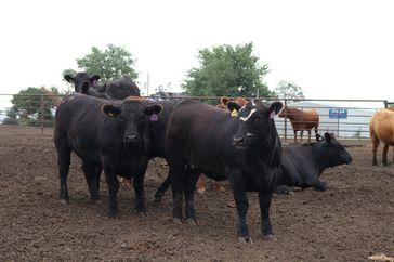 Cattle in a feedlot.