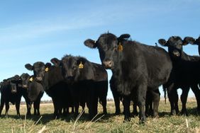 cattle in field