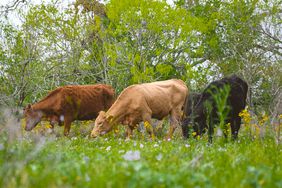 Cattle grazing