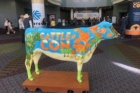 Cow statue painted with the words "Cattle Con" and between orange trees and oranges 