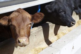 CattleFeeding-CloseUp