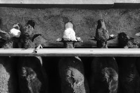 A birds eye view of cattle feeding.