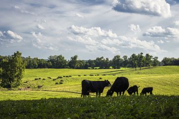 Black cattle grazing in field