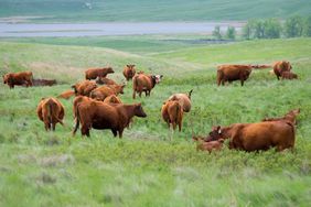 Cattle in a pasture with a lake in the background.