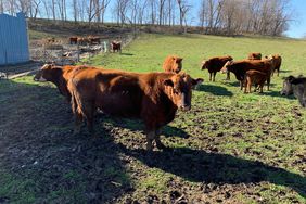 Cattle Grazing