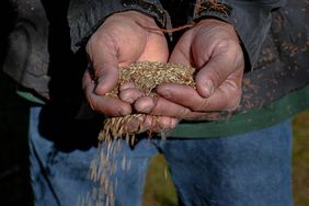 cereal_rye_hands