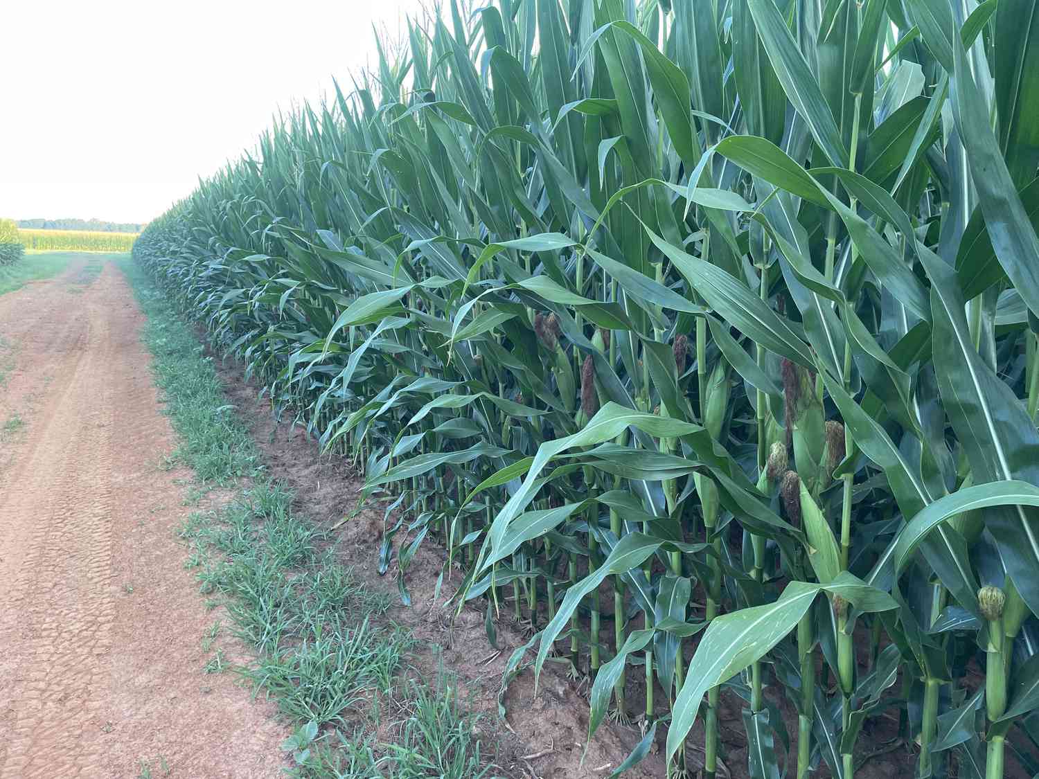 A field of pollinating corn growing in Alabama on Chad Henderson's farm