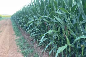 A field of pollinating corn growing in Alabama on Chad Henderson's farm