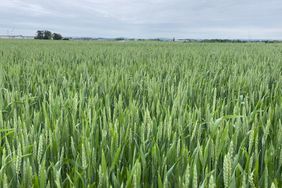 Chad Henderson's Alabama wheat crop in late April 2024