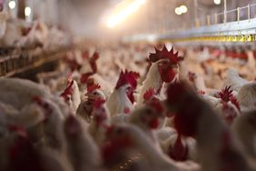 A flock of white chickens stand crowded together in a barn