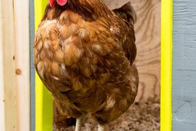 A rooster coming out of a chicken coop.