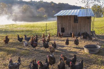 Chickens-in-fence-with-coop