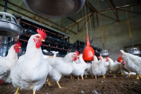 Chicken on poultry farm