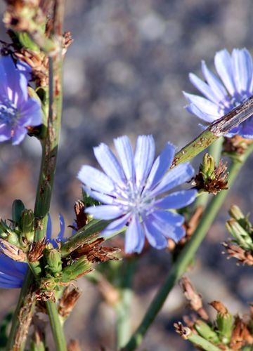 Chicory picture.