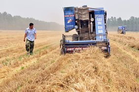 china-harvest-wheat