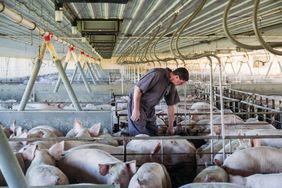 hogs-barn-Christensen-worker