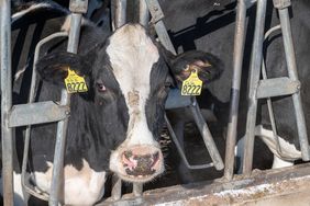 close-up-dairy-cow