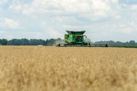 A combine drives through a field of wheat that is ready to be harvested