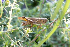 Brown grasshopper climbing on thin plant stem closeup