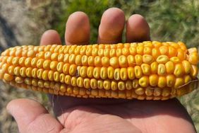 A farmer holds an ear of yellow corn in Missouri at harvest time