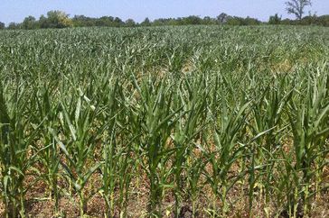 corn drought