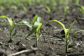 Fewer corn acres and the potential supply issues in Ukraine and Brazil