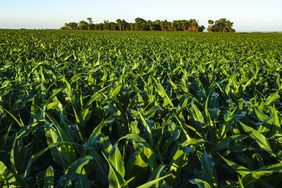 A green field of corn on a summer day with a timber in the background