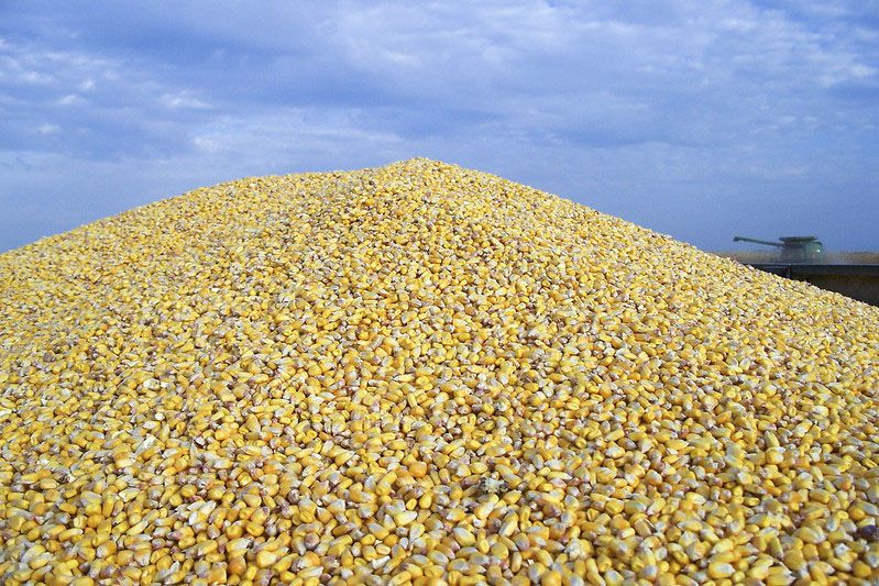 corn pile