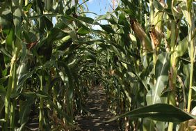 North Dakota Corn Field (Maize)