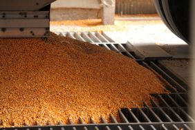 Corn dumping at an elevator.