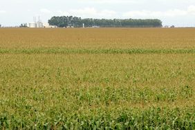 CornField-WideShot